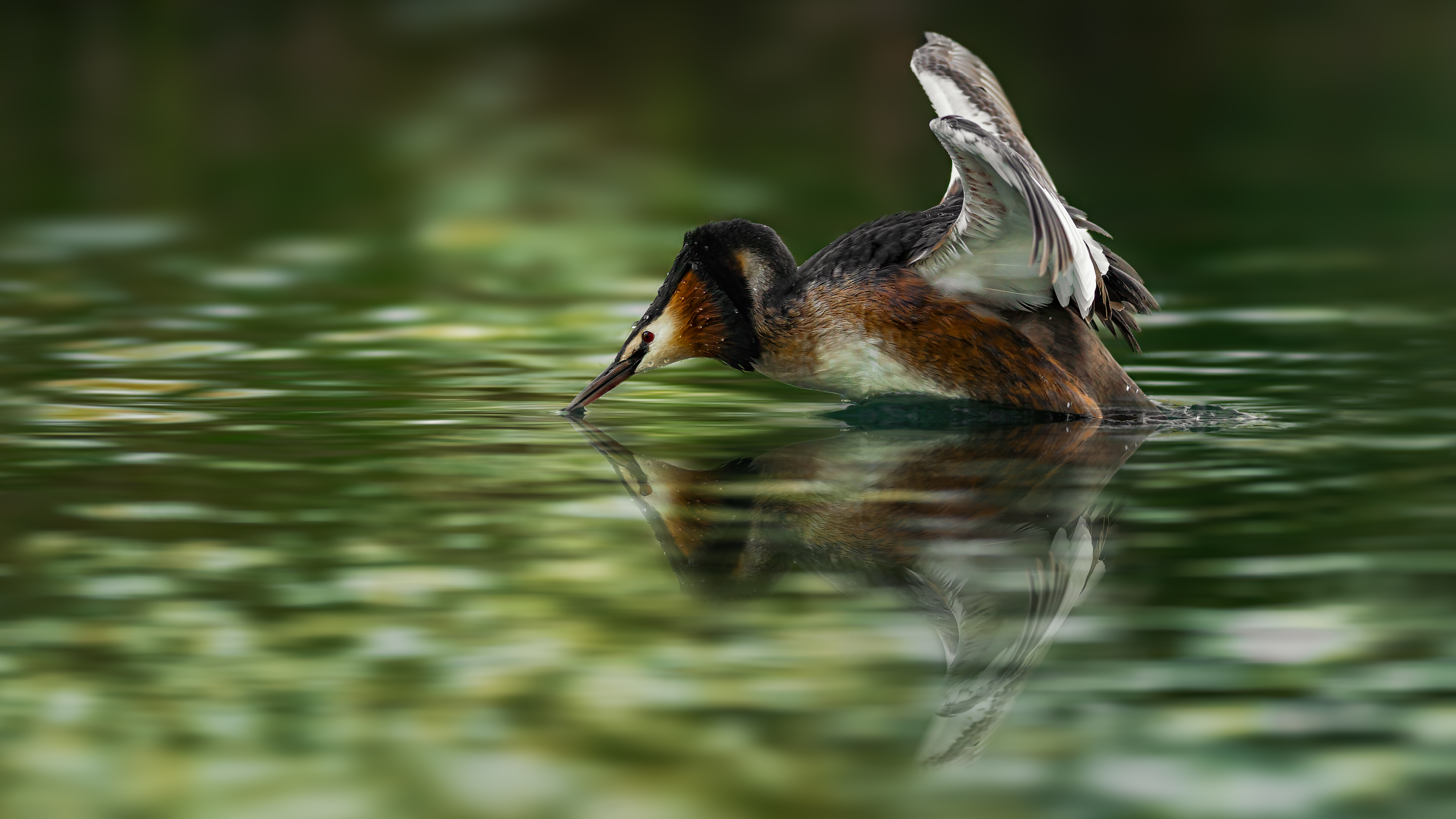 Grebe (30)